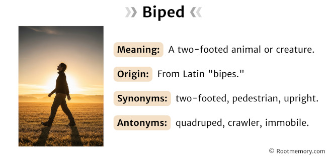 Biped
