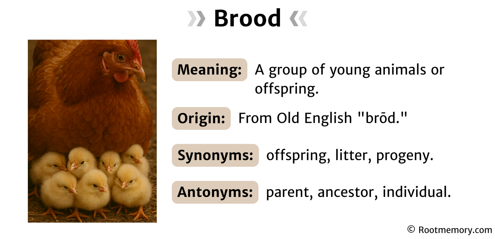 Brood - Root Memory